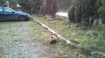 Такая на Куршской косе... прикормленная - слышит,туристы доброходы приехали,она шась..и сидит выжидает,попрошайничает ... 
ЛИСА...одним словом.