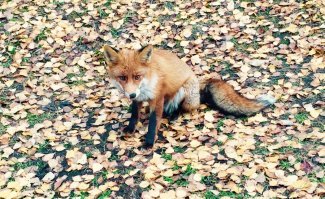 Такая на Куршской косе... прикормленная - слышит,туристы доброходы приехали,она шась..и сидит выжидает,попрошайничает ... 
ЛИСА...одним словом.