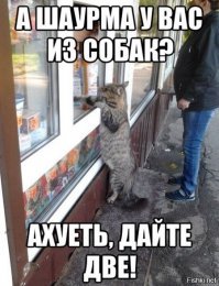 Коты-воришки,пойманные с поличным