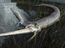 Гольфисты стали свидетелями поединка между аллигатором и тигровым питоном