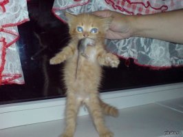 Большим котам - больших грызунов, маленьким котам - маленьких грызунов ))))