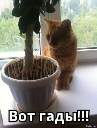 У меня котики тоже копают цветы, а одна, даже удобрила как-то эфенбахию..Приходится придумывать различные способы