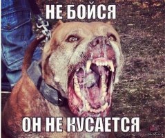 Укушенная семья, или Почему я боюсь собак