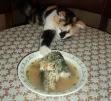 Коты-воришки,пойманные с поличным