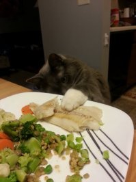 Коты-воришки,пойманные с поличным