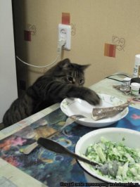 Коты-воришки,пойманные с поличным