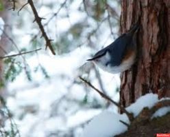 Красавица.Еще за поползнями люблю наблюдать.