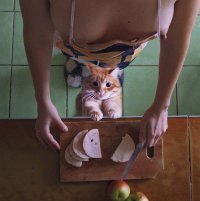 Коты-воришки,пойманные с поличным