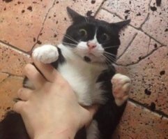Коты-воришки,пойманные с поличным