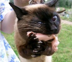 Коты-воришки,пойманные с поличным