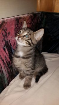 Извините,не в тему.может кому нужны новые члены в семью?у приятеля кошка родила а топить руки не поднимаются.Мама саванна,папа двортерьер.В Московской области.