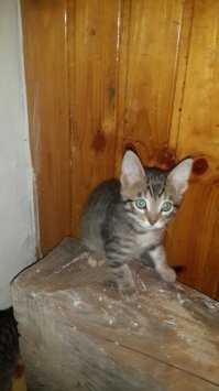 Извините,не в тему.может кому нужны новые члены в семью?у приятеля кошка родила а топить руки не поднимаются.Мама саванна,папа двортерьер.В Московской области.