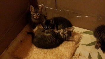 Извините,не в тему.может кому нужны новые члены в семью?у приятеля кошка родила а топить руки не поднимаются.Мама саванна,папа двортерьер.В Московской области.