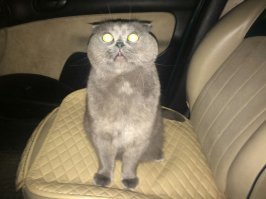 10 кошачьих секретов, о которых вы не догадывались