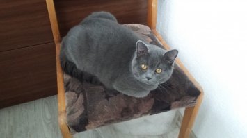 так в прихожей..самое ВИДНОЕ место- кто куда ходит,когда приходит...
А еще очень красиво можно встречать хозяев с работы.