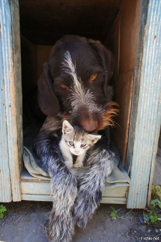 Котик поджарился..жалко и собакена.