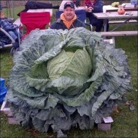 Вот она, капуста, где детей находят.