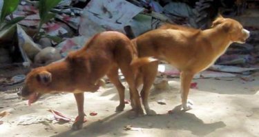 Внезапный испуг