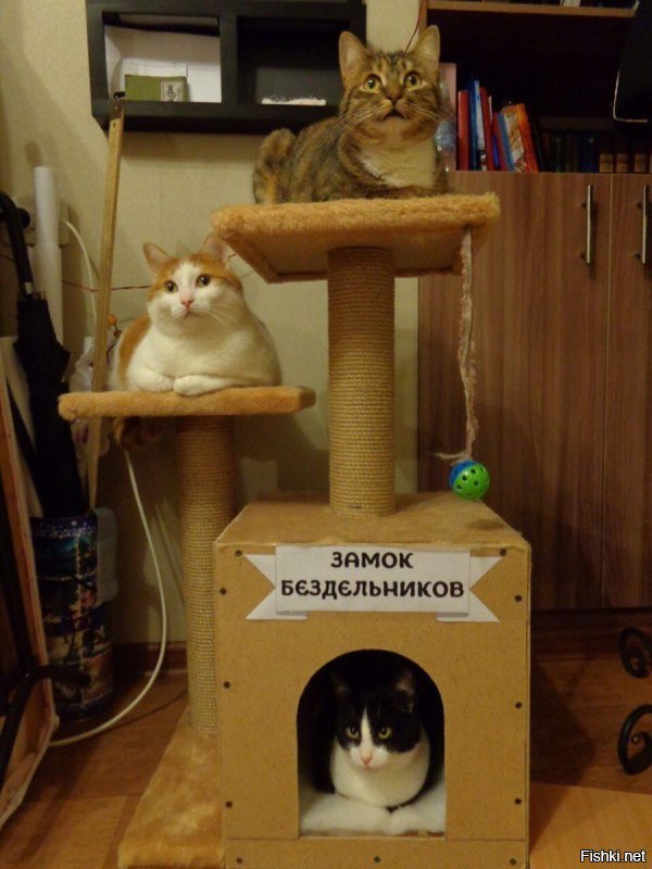 Фоторепортаж с праздничной выставки кошек в Екатеринбурге