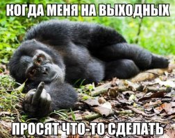 Единственный в мире орангутан-альбинос получит во владение целый лес