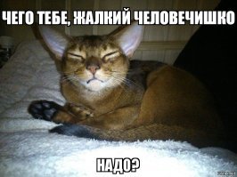 Фоторепортаж с праздничной выставки кошек в Екатеринбурге