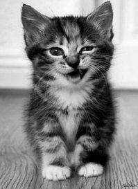 каждая сэкономленная шаурма , ещё один живой и здоровый котёнок!