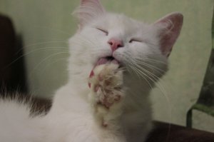 Фоторепортаж с праздничной выставки кошек в Екатеринбурге