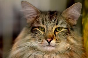 Норвежская лесная кошка
Europa s Danske Joachim
:)