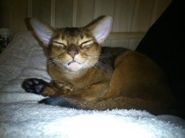 Фоторепортаж с праздничной выставки кошек в Екатеринбурге