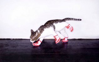 Смешные комментарии и высказывания из социальных сетей