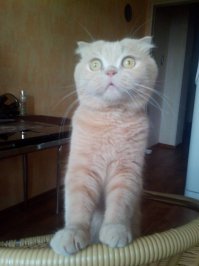 А вот мой балбес, Тимон.