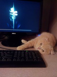 А вот мой балбес, Тимон.