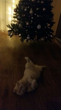 А вот мой балбес, Тимон.