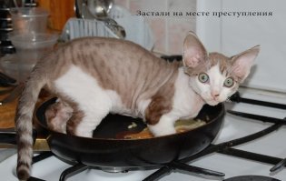 -  кыс кыс кысссуккаааа!