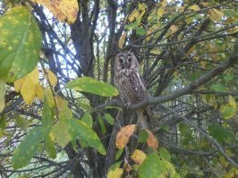 У меня на даче сова почти 3 месяца обитала.Сфотографировать Себя позволила,а чтоб не спугнуть вся шумная деятельность была немедленно прекращена.:)