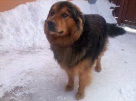 Я своего тоже в приюте взял.Было-стало.:)