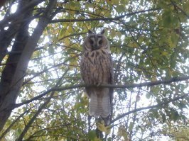 У меня на даче сова почти 3 месяца обитала.Сфотографировать Себя позволила,а чтоб не спугнуть вся шумная деятельность была немедленно прекращена.:)