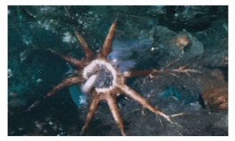 А пальцы облизывать не культурно:)