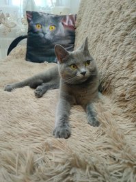 Фоторепортаж с праздничной выставки кошек в Екатеринбурге