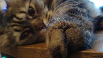 Фоторепортаж с праздничной выставки кошек в Екатеринбурге