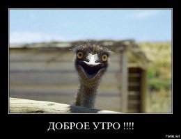 Вот так выглядит дружба птиц и людей!