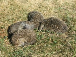 Аналогичный случай. Только ежи никуда не падали, были взрослые... но зачем собрались у меня под окнами - не знаю. Топали, пыхтели, шумели. Собрала в ведро и у леса высыпала)))