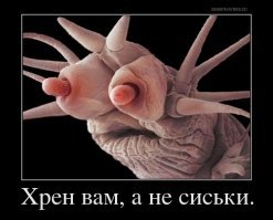 Монстры, вид которых подталкивает фантазию создателей фантастических фильмов