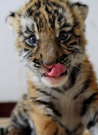 Утка тушеная в яблоках с жареной антоновкой