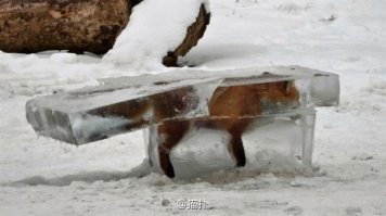 Китаец чуть не доплыл до премии Дарвина