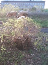 а у соседки явно НЕПРАВИЛЬНЫЕ коровы. они едят траву повернувшись мордой строго на запад.