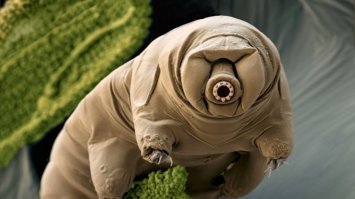 Это тихоходки   одни из самых выносливых существ на нашей планете. Они выживают до десяти лет без воды, способны выжить при -271 C в жидком гелии и при +100 C в кипятке, выдерживают в 1000 раз большую дозу радиации, чем человек, и даже уже побывали в открытом космосе!