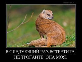 Огромная кобра стала причиной затора на вьетнамской дороге: видео