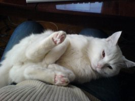 У меня три кота погибли при пожаре. Не стыдно признаться, но я рыдал и не из-за пожара, а из-за того, что хозяин их так подвёл.