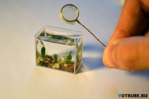 Аквариумисты - сумасшедшие фантазеры